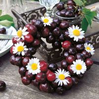 Servietten, 3-lagig 1/4-Falz 33 cm x 33 cm "Sweet Cherries"